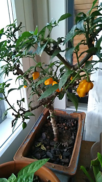 Capsicum chinense Yellow Fatalii