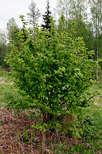 Pähkinäpensas