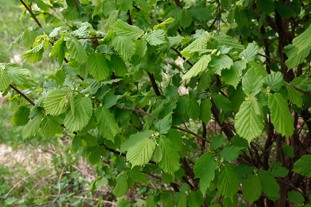 Pähkinäpensas