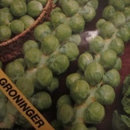 Kaali, ruusukaali 'Groninger'