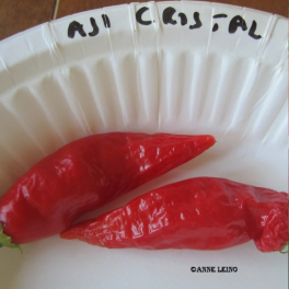 Paprika, chili  'Aji Cristal' (marjapaprika)
