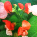 Papu, ruusupapu 'Painted Lady'