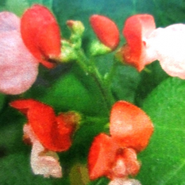 Papu, ruusupapu 'Painted Lady'