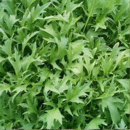 Kaali, japaninkaali 'Green Leaved' / mizuna (mitsuna)