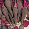 Juurikas, punajuurikas 'Rouge Ecorce au Crapaudine' / "Rupikonnatar"
