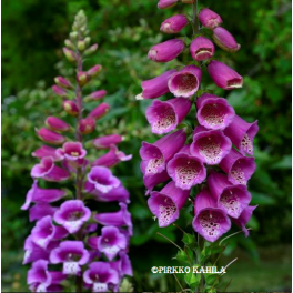 Sormustinkukka, 'Candy Mountain Rose' rohtosormustinkukka