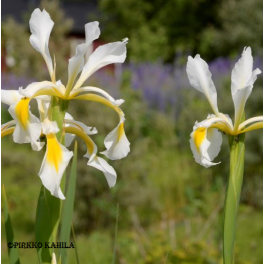 Kurjenmiekka, id&auml;nkurjenmiekka
