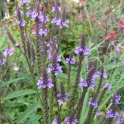 Tähkäverbena