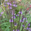Tähkäverbena