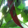 Paprika, chili 'Plamen' (Heirloom)