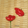 Paprika, chili  'Starfish' (marjapaprika)