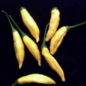 Paprika, chili  'Aji Lemon' / 'Lemon Drop'