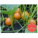 Kurpitsa, talvikurpitsa 'Uchiki Kuri', 'Red Kuri' / "Oranssi Hokkaido"
