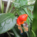Paprika, chili  'Starfish' (marjapaprika)