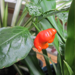 Paprika, chili  'Starfish' (marjapaprika)