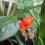 Paprika, chili  'Starfish' (marjapaprika)