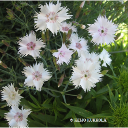 Neilikka, "Elleninneilikka" (E-S)