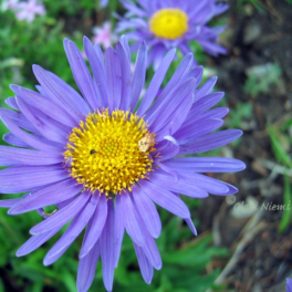Asteri, alppiasteri