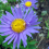 Asteri, alppiasteri