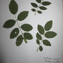 Ruusu, "Jollaksenruusu" (orjan- tai koiranruusu)