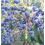 Mahonia