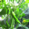 Paprika, chili 'Plamen' (Heirloom)
