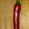 Paprika, chili 'Plamen' (Heirloom)