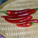 Paprika, chili 'Plamen' (Heirloom)