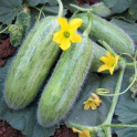 Melonikurkku ''Antepin and Lyisi'