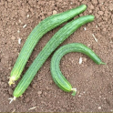 Kurkku 'Long Chinese Snakes' / 'Longa da China'