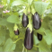 Munakoiso  'Medium Violet' / 'Lagada'
