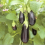 Munakoiso  'Medium Violet' / 'Lagada'