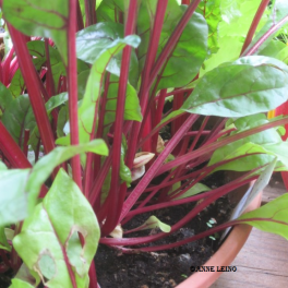 Lehtimangoldi 'Red Rhubard' Lehtimangoldi 'Red Rhubard'
