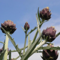 Latva-artisokka   ''Romanesco' / 'Romagna Violet'
