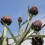 Latva-artisokka 'Romanesco' / 'Romagna Violet'