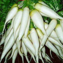 Retiisi, Daikon-tyyppinen 'White Icicle'
