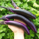 Munakoiso  'Early Long Purple'