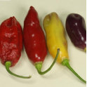 Paprika, chili  'Aji Cajamarca' (havannapaprika)