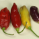 Paprika, chili  'Aji Cajamarca' (havannapaprika)