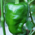 Paprika / Sweet Pepper 'Pimiento de Padron'