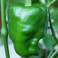Paprika / Sweet Pepper 'Pimiento de Padron'