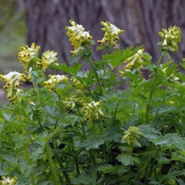Kiurunkannus, jalokiurunkannus E-S
