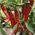 Paprika 'Sweet Nardello'
