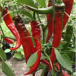Paprika 'Sweet Nardello' / makeapaprika