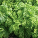 Basilika 'Lettuce Leaved' / 'Mammoth', salaattibasilika