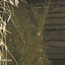 Vilja, kaskiruis 'Hermanni' / Maatiaisruis Vilja, kaskiruis 'Hermanni' / Maatiaisruis