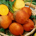 Juurikas, keltajuurikas 'Detroit Golden'