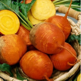 Juurikas, keltajuurikas 'Detroit Golden'