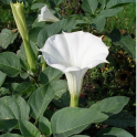 Hulluruoho "Benga"