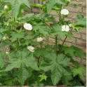 Malva, balkaninmalva